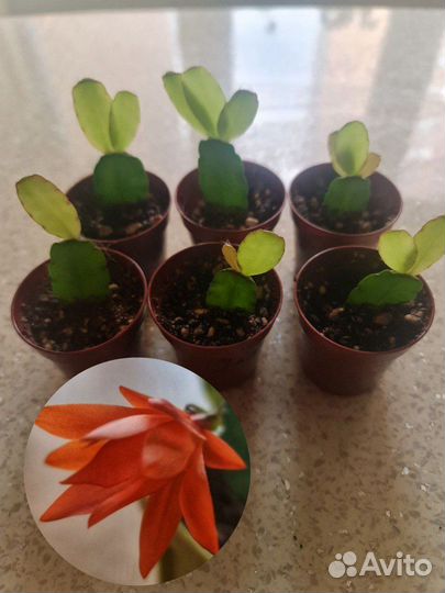 Рипсалидопсисы (пасхальник) сортовые