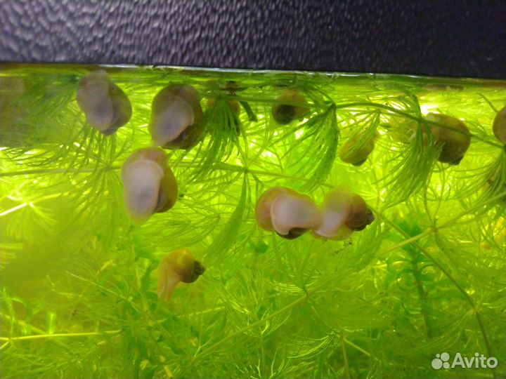 Улитки ампулярии