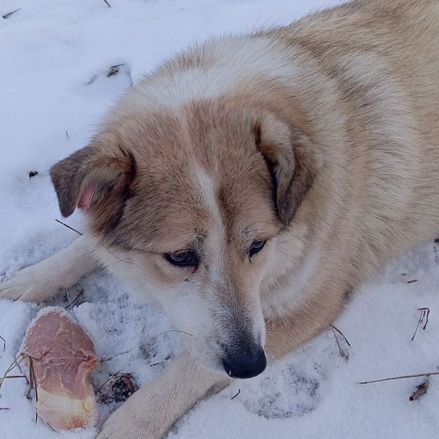 Собака в добрые руки