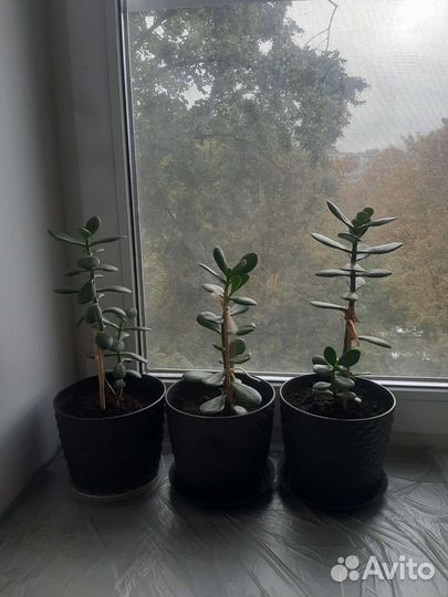 Спатифиллум, фиалки, крассула, эсхинантус