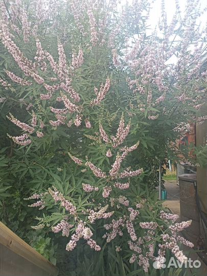 Витекс священный (Авраамово дерево)