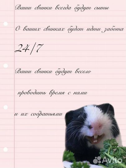 Передержака доя морских свинок