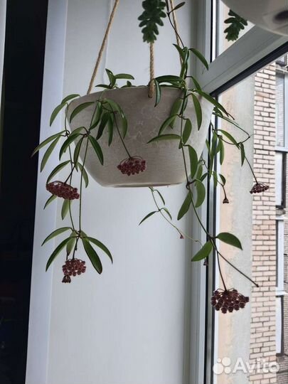 Хойя Вайети (Hoya Wayetii)