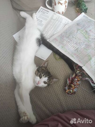 Котёнок, девочка 4 месяца