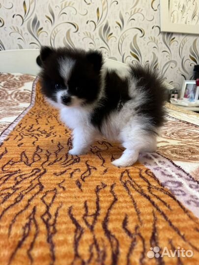 Щенки шпица мини