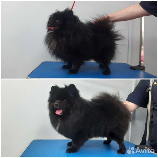 Груминг собак и кошек