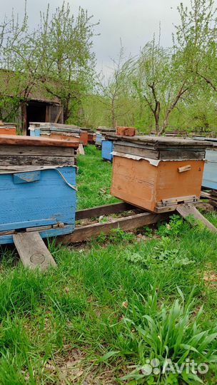 Продам пчелосемьи