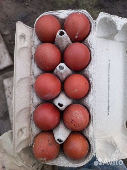 Яйцо инкубационное и домашние
