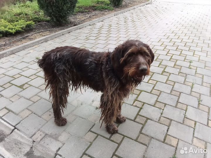 Дратхаар бегает по улице Щербакова