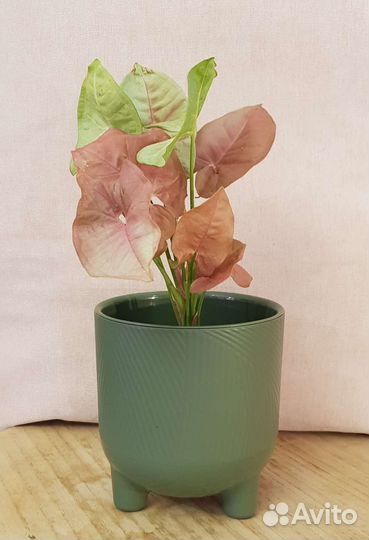 Сингониум Ред харт (Red heart)