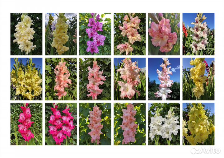 Гладиолусы (луковицы)