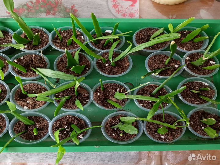 Липисмиум Боливийский-лесной кактус