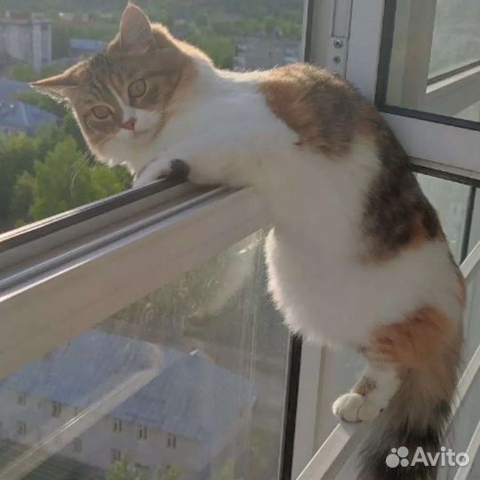 Потерялась кошка