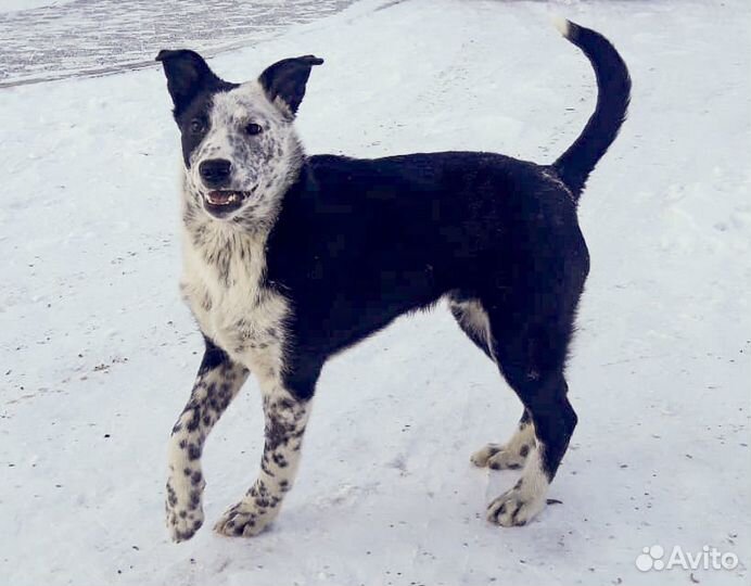 Грэй - очень красивый подросток в дар