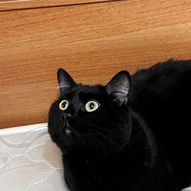 Бомбейский, взрослый кот