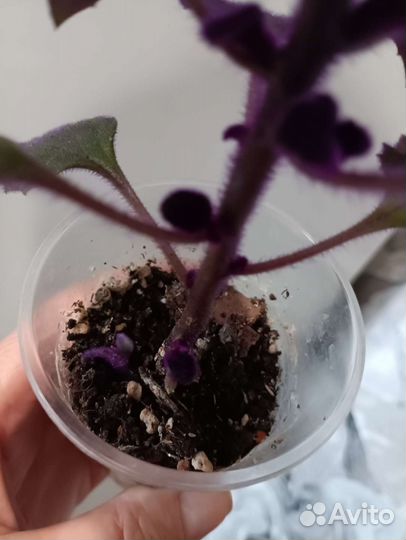 Гинура, эсхинантус