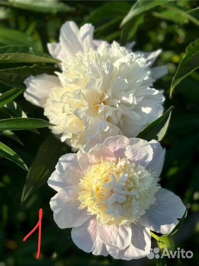 Пионы продам