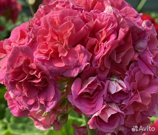 Пеларгонии (герани) юв Звезда Водолея и др