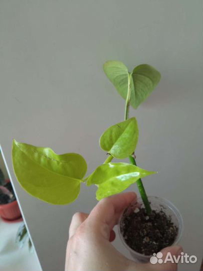 Сциндапсусы набор, филодендрон