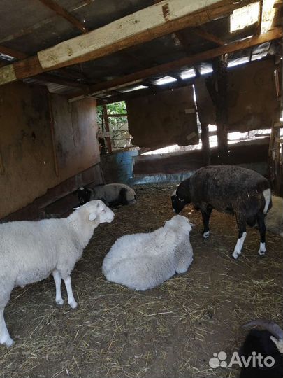 Бараны Дорпер