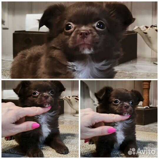 Супер детки чихуахуа элита