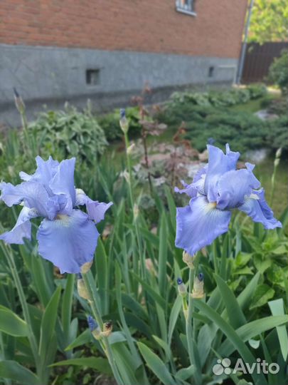Ирис