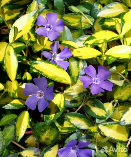 Цветы садовые