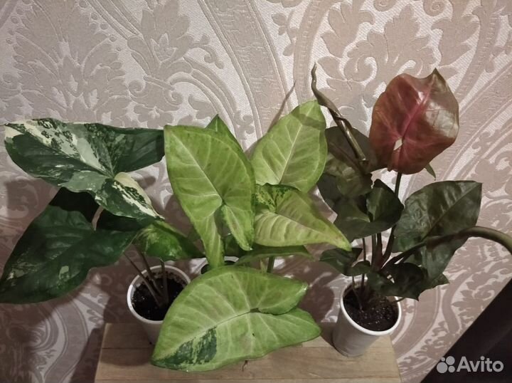 Сингониум 6 сортов, роули, коллизия роз и зел