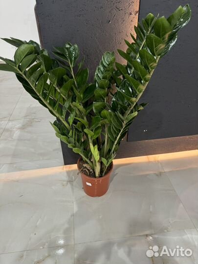 Комнатные растения.фаленопсис.драцена.заимокулькас