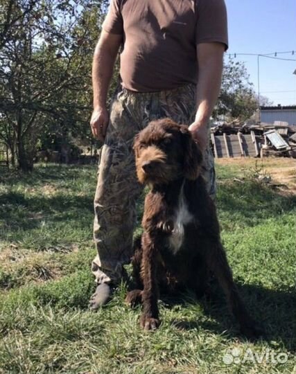 Продаю чистокровных охотничьих щенят(дратхаар)