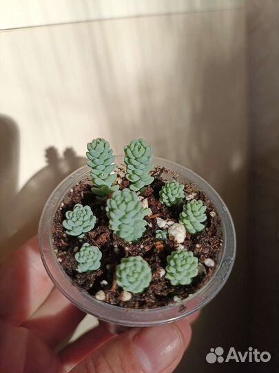 Эхеверии, Седумы