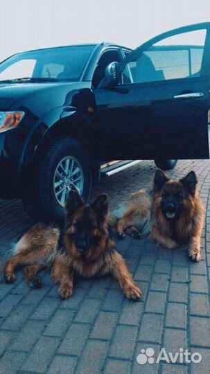 Щенки немецкой овчарки длинношерстной