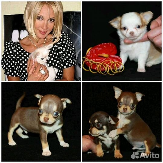Чихуахуа. Щенки. Мини и стандарт, завод-к вет.врач