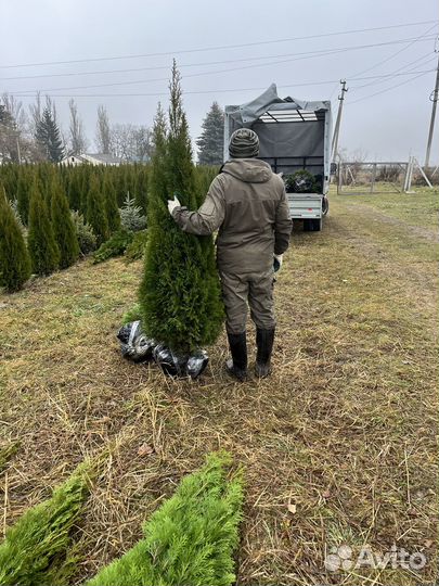 Хвойные растения