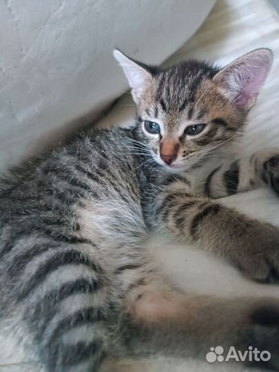 Кошка в дар бесплатно