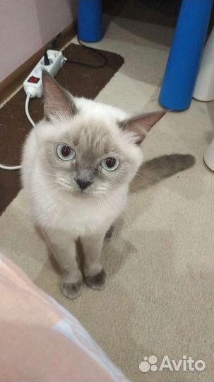 Кошка тайская вязка