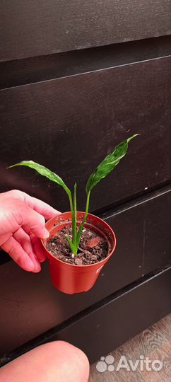 Спатифилум Даймонд вариегатный