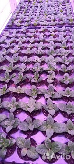 Гортензия саженцы