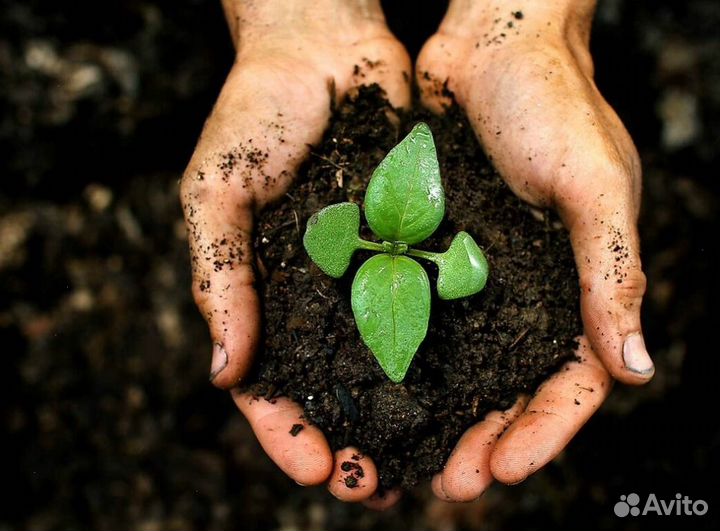 Грунт растительный