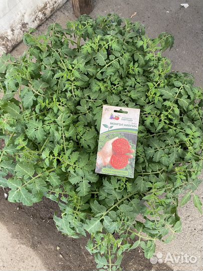 Рассада помидор