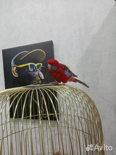 Попугай Розелла