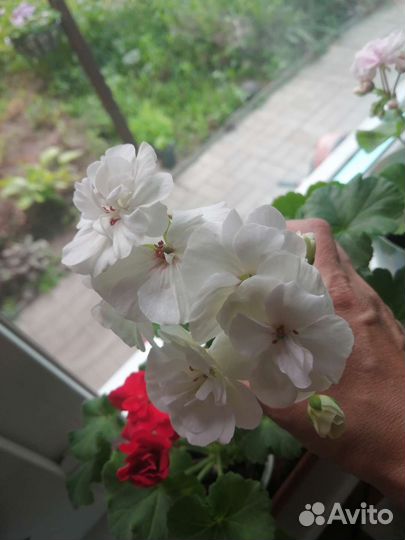 Пеларгонии сортовые