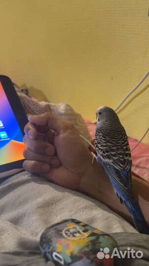 Волнистый попугай