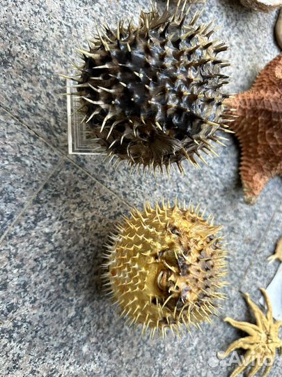 Морская коллекция