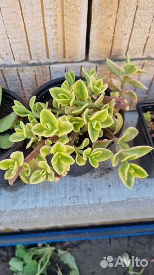 Аптения вариегатная