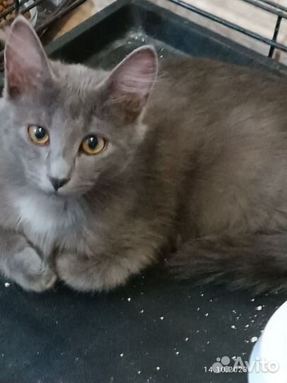 Котята русская голубая в добрые руки