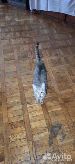 Кошка в дар бесплатно