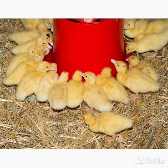 Цыплята