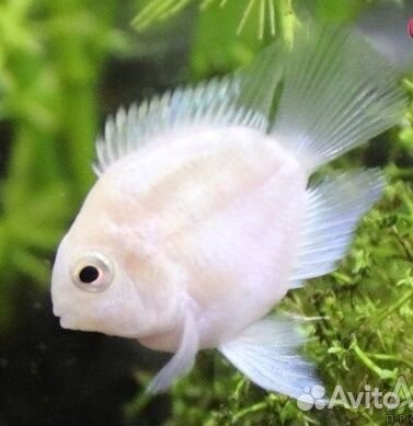 Продаю мальков рыбок