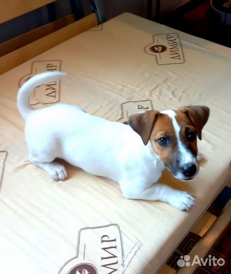 Щенки джек Рассел терьер